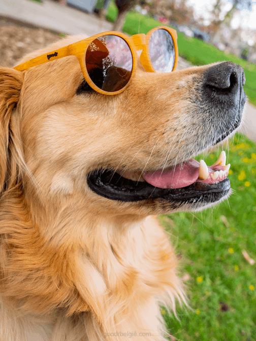 Goodr bodhi's ultieme rit 422686